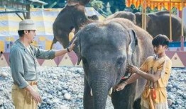 《大象》在线观看,揭秘动物王国中的智慧与情感